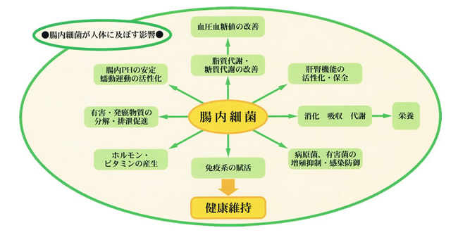 腸内細菌が人体に及ぼす影響
