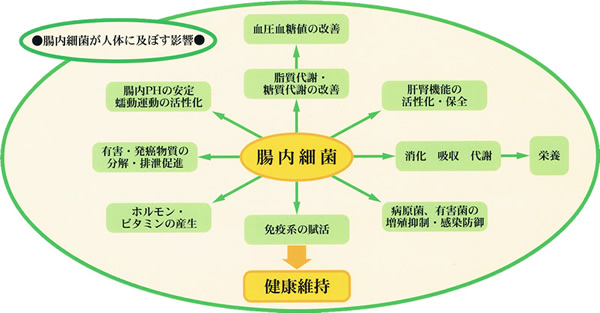 腸内細菌が人体に影響を及ぼす影響